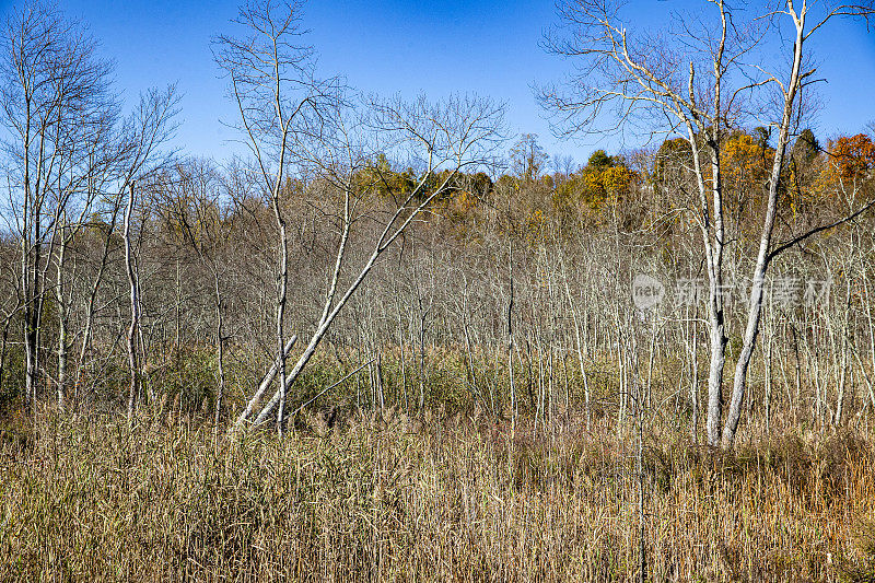 纽约州布鲁斯特的帕特南公路(Putnam trail)沿线的树木光秃秃的